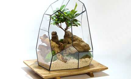 Collection image for: Geometrische terrariums | Vivariums
