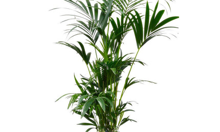 Collection image for: Kamerplanten