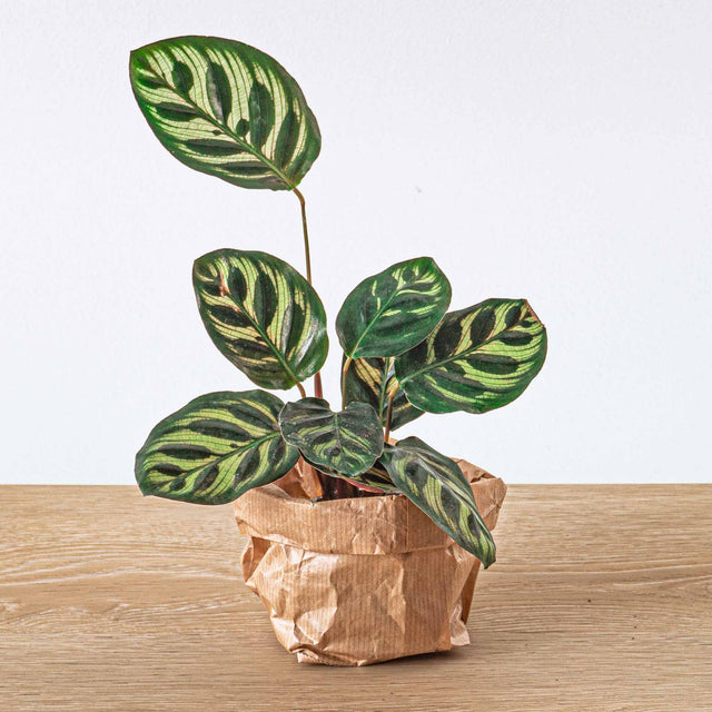 Calathea