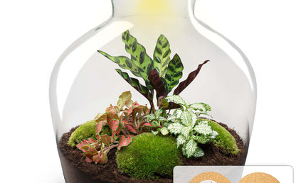 Planten terrarium