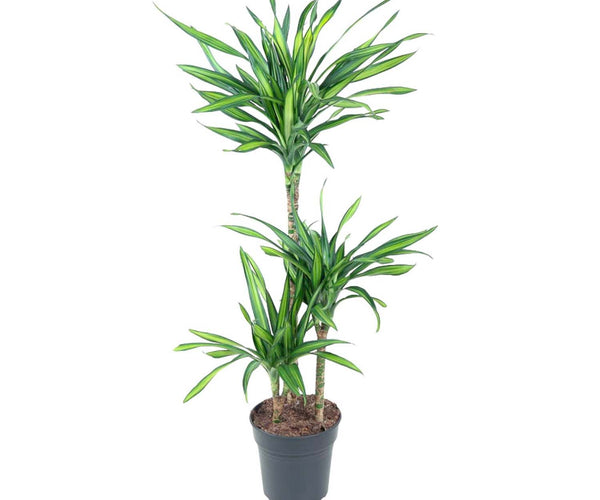 Grote kamerplanten - 100 tot 130 cm - Kamerplant kopen  Woonhero.nl