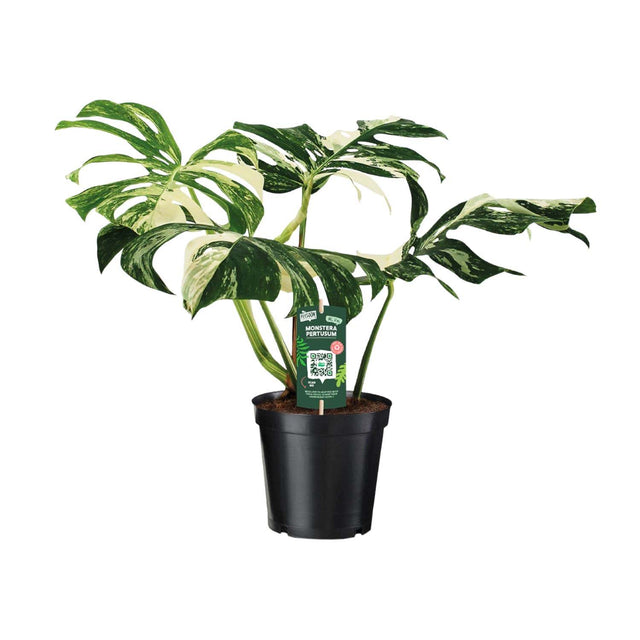 Kleine planten van 20 tot 50 cm