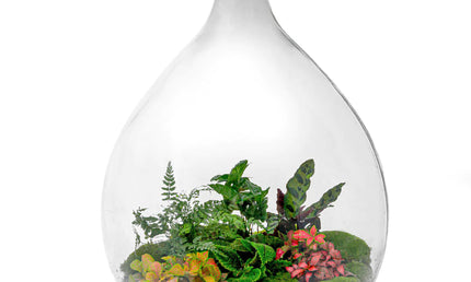 Collection image for: Kant-en-klaar mini-ecosysteem