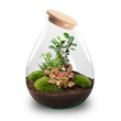 Drop XXL Bonsai - DIY Planten terrarium - Ecosysteem plant - Ø 34 cm ↑ 43 cm