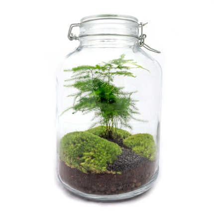 JAR -  DIY Planten Terrarium - Weckpot - Ecosysteem plant - Ø 18 cm ↑ 28 cm