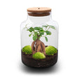 Milky Bonsai - DIY Planten terrarium - Ecosysteem plant - Ø 21 cm ↑ 30 cm