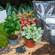 Coffea Arabica- Terrarium Start- & navulpakket - 3 terrarium planten - DIY