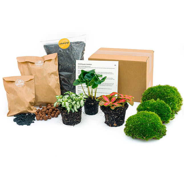 Coffea Arabica- Terrarium Start- & navulpakket - 3 terrarium planten - DIY