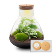 Sam XL Green - DIY Planten terrarium - Ecosysteem plant - Ø 30 cm ↑ 32 cm