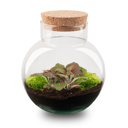 Noah - DIY Planten terrarium - Ecosysteem plant - Ø 18,5 cm ↑ 19 cm