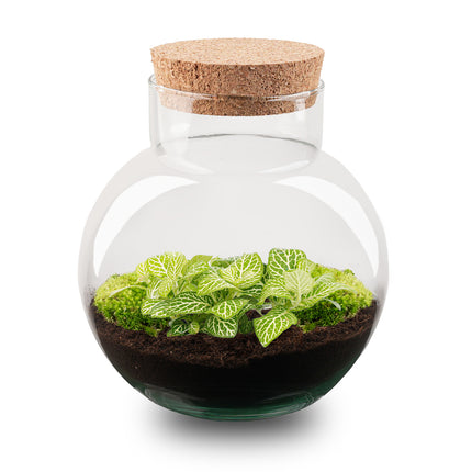 Noah - DIY Planten terrarium - Ecosysteem plant - Ø 18,5 cm ↑ 19 cm