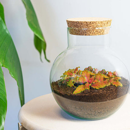 Noah - DIY Planten terrarium - Ecosysteem plant - Ø 18,5 cm ↑ 19 cm