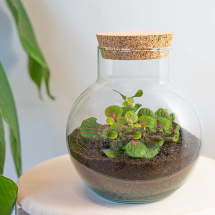 Noah - DIY Planten terrarium - Ecosysteem plant - Ø 18,5 cm ↑ 19 cm