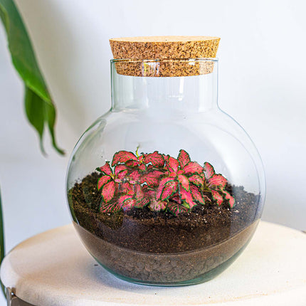 Noah - DIY Planten terrarium - Ecosysteem plant - Ø 18,5 cm ↑ 19 cm