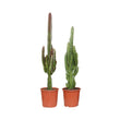 Euphorbia Groen / Rood - 2 stuks - Ø17cm - ↑ 75cm