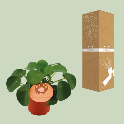 Pilea Peperomioides - Pannenkoekplant - Ø 11 cm - ↑ 15 cm