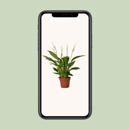 Spathiphyllum 'Bingo Cupido' (Lepelplant) - Ø 12 cm - ↑ 45 cm