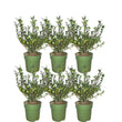 Hulsthaag - Ilex crenata 'Jenny'® - Set van 6 winterharde haagplanten - ↑ 1 meter - Groenblijvende haag - Vers van de kwekerij geleverd