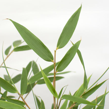 Fargesia rufa (Bamboeplant) - Ø 14 cm - ↑ 40 cm