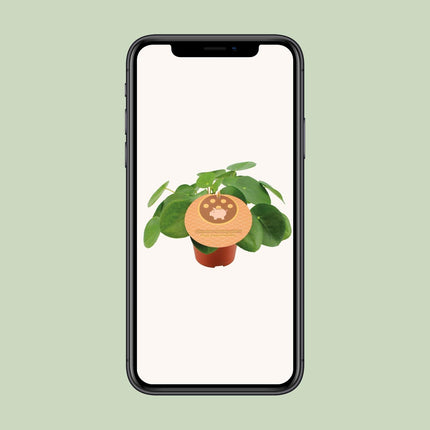 Pilea Peperomioides - Pannenkoekplant - Ø 12 cm - ↑ 20 cm