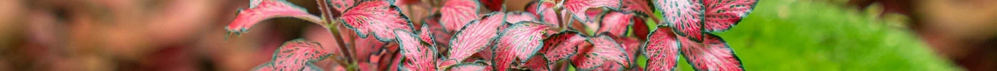 Fittonia