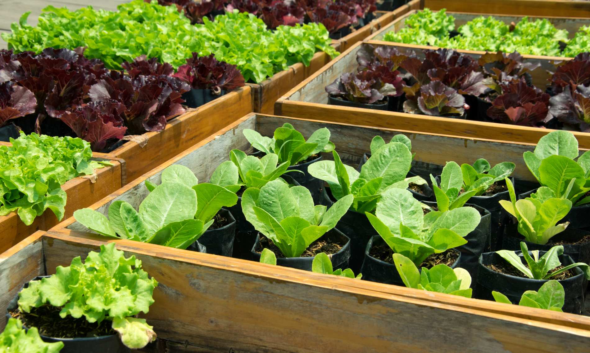 Makkelijk moestuin aanleggen met dit stappenplan