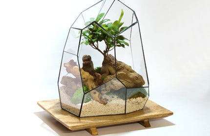 Collection image for: Geometrische terrariums | Vivariums