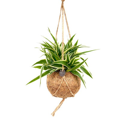 Collection image for: Kokedama