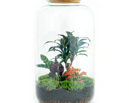 Planten terrarium