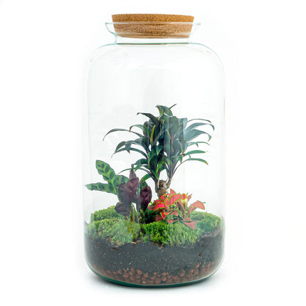 Planten terrarium