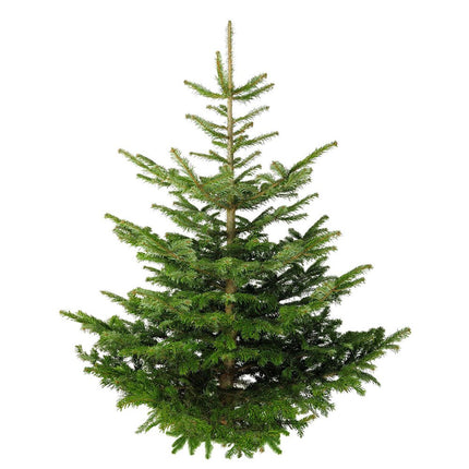 Collection image for: Kerstboom kopen?