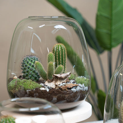 Collection image for: Cactus terrarium en planten