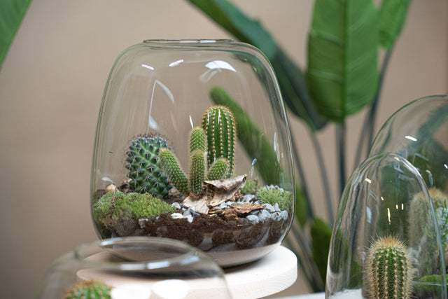 Cactus terrarium en planten