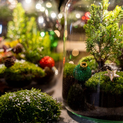 Winter terrarium 'Mistle' - DIY planten terrarium - Ø 29 cm ↑ 30 cm