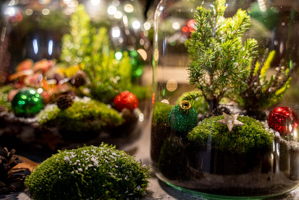 Winter terrarium 'Mistle' - DIY planten terrarium - Ø 29 cm ↑ 30 cm