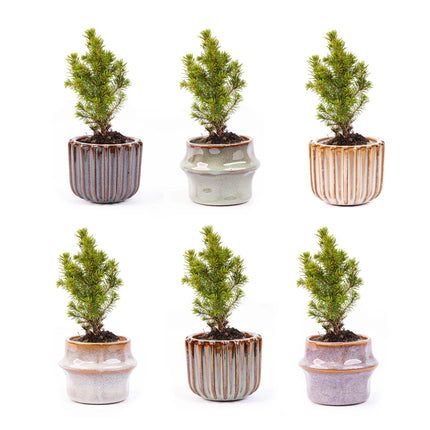 Mini kerstboom set 6 - Inclusief pot set Barcelona + 20 led lights