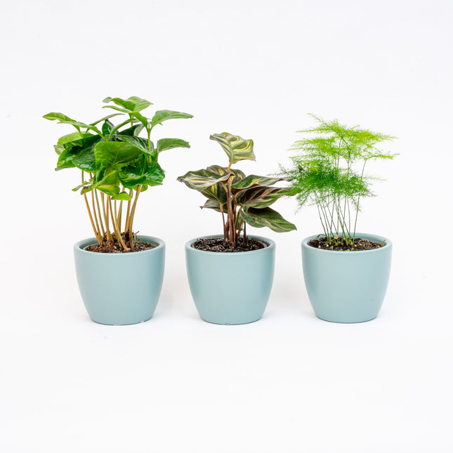 Plantenset van 3 met mini pot - Blauw/wit - Planten mix - Ø 6 cm