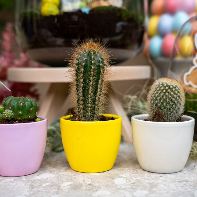 Plantenset van 3 met mini pot - Pastel Spring - Cactus mix - Ø 6 cm