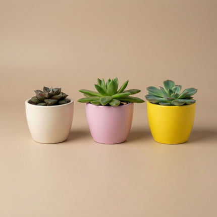 Plantenset van 3 met mini pot - Pastel Spring - Cactus mix - Ø 6 cm