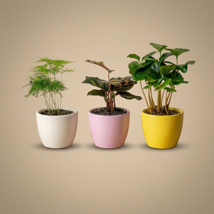 Plantenset van 3 met mini pot - Pastel Spring - Cactus mix - Ø 6 cm
