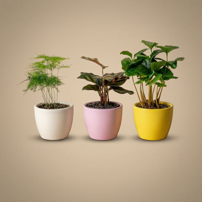 Plantenset van 3 met mini pot - Pastel Spring - Cactus mix - Ø 6 cm