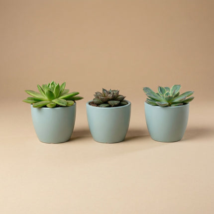 Plantenset van 3 met mini pot - Blauw/wit - Vetplanten mix - Ø 6 cm