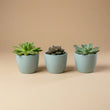 Plantenset van 3 met mini pot - Blauw/wit - Vetplanten mix - Ø 6 cm