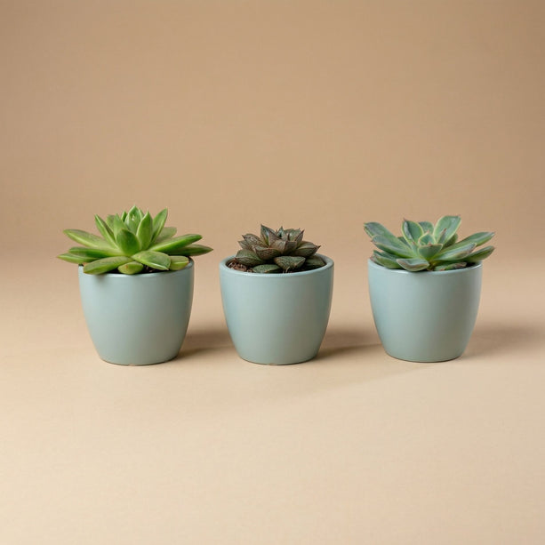 Plantenset van 3 met mini pot - Blauw/wit - Vetplanten mix - Ø 6 cm