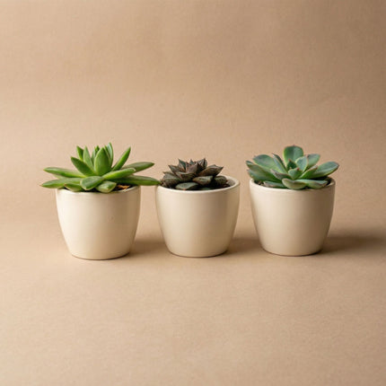 Plantenset van 3 met mini pot - Blauw/wit - Vetplanten mix - Ø 6 cm
