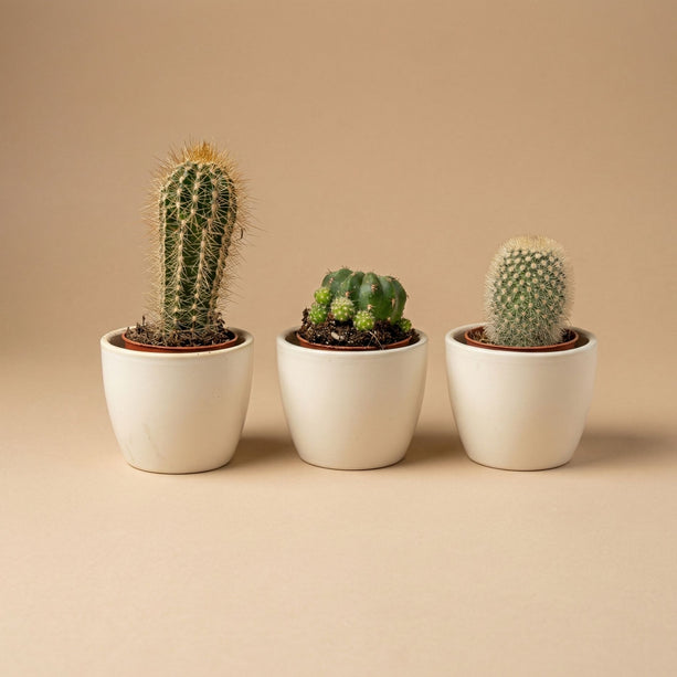 Plantenset van 3 met mini pot - Blauw/wit - Cactus mix - Ø 6 cm