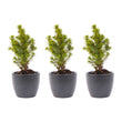 Mini kerstboom set 3 - Inclusief 3x pot Boule Antraciet