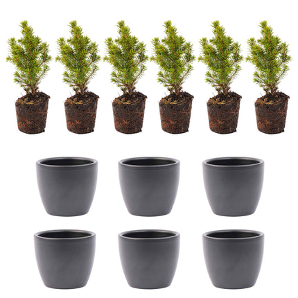 Mini-kerstboom set 6 - inclusief Boule Antraciet pot