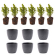 Mini-kerstboom set 6 - inclusief Boule Antraciet pot