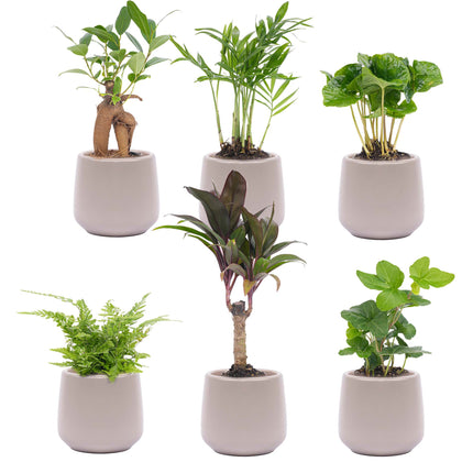 Mini planten set 6 - Inclusief 6x pot Joey grijs mat